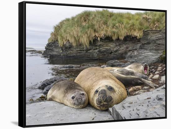 Male Southern elephant seal after breeding period on the Falkland Islands.-Martin Zwick-Framed Stretched Canvas