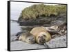 Male Southern elephant seal after breeding period on the Falkland Islands.-Martin Zwick-Framed Stretched Canvas