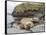 Male Southern elephant seal after breeding period on the Falkland Islands.-Martin Zwick-Framed Stretched Canvas