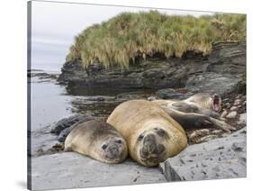 Male Southern elephant seal after breeding period on the Falkland Islands.-Martin Zwick-Stretched Canvas