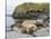 Male Southern elephant seal after breeding period on the Falkland Islands.-Martin Zwick-Stretched Canvas