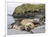 Male Southern elephant seal after breeding period on the Falkland Islands.-Martin Zwick-Framed Photographic Print