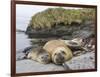 Male Southern elephant seal after breeding period on the Falkland Islands.-Martin Zwick-Framed Photographic Print