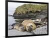 Male Southern elephant seal after breeding period on the Falkland Islands.-Martin Zwick-Framed Photographic Print