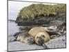 Male Southern elephant seal after breeding period on the Falkland Islands.-Martin Zwick-Mounted Premium Photographic Print