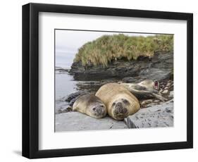 Male Southern elephant seal after breeding period on the Falkland Islands.-Martin Zwick-Framed Photographic Print