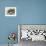 Male Southern elephant seal after breeding period on the Falkland Islands.-Martin Zwick-Framed Photographic Print displayed on a wall