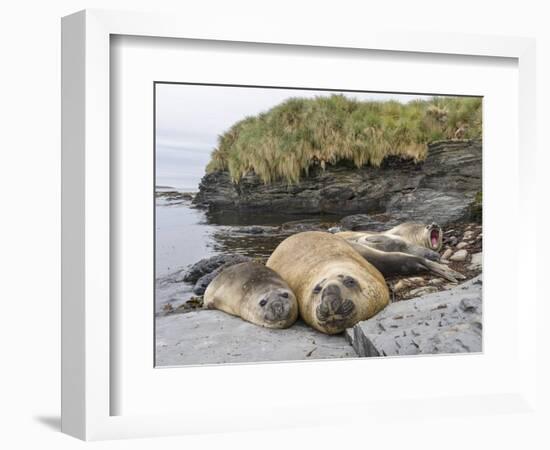 Male Southern elephant seal after breeding period on the Falkland Islands.-Martin Zwick-Framed Photographic Print