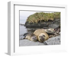 Male Southern elephant seal after breeding period on the Falkland Islands.-Martin Zwick-Framed Photographic Print