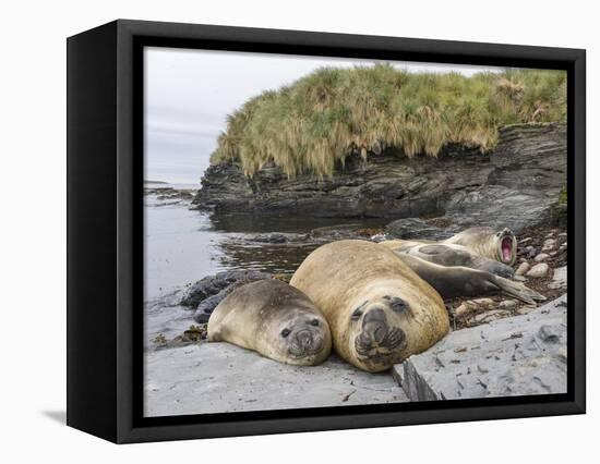 Male Southern elephant seal after breeding period on the Falkland Islands.-Martin Zwick-Framed Stretched Canvas