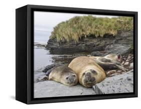 Male Southern elephant seal after breeding period on the Falkland Islands.-Martin Zwick-Framed Stretched Canvas