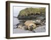 Male Southern elephant seal after breeding period on the Falkland Islands.-Martin Zwick-Framed Photographic Print