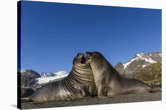 Male Southern Elephant Seal Pups (Mirounga Leonina) Mock-Fighting, Gold Harbor, South Georgia-Michael Nolan-Stretched Canvas