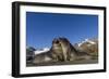 Male Southern Elephant Seal Pups (Mirounga Leonina) Mock-Fighting, Gold Harbor, South Georgia-Michael Nolan-Framed Photographic Print