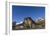 Male Southern Elephant Seal Pups (Mirounga Leonina) Mock-Fighting, Gold Harbor, South Georgia-Michael Nolan-Framed Photographic Print