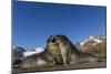 Male Southern Elephant Seal Pups (Mirounga Leonina) Mock-Fighting, Gold Harbor, South Georgia-Michael Nolan-Mounted Photographic Print