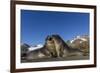 Male Southern Elephant Seal Pups (Mirounga Leonina) Mock-Fighting, Gold Harbor, South Georgia-Michael Nolan-Framed Photographic Print