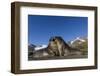 Male Southern Elephant Seal Pups (Mirounga Leonina) Mock-Fighting, Gold Harbor, South Georgia-Michael Nolan-Framed Photographic Print