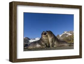 Male Southern Elephant Seal Pups (Mirounga Leonina) Mock-Fighting, Gold Harbor, South Georgia-Michael Nolan-Framed Photographic Print