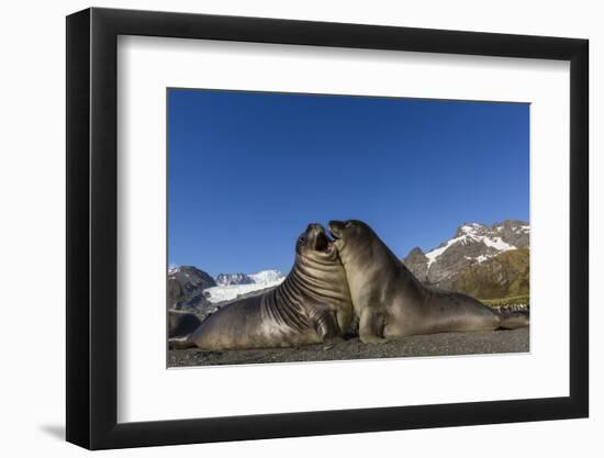 Male Southern Elephant Seal Pups (Mirounga Leonina) Mock-Fighting, Gold Harbor, South Georgia-Michael Nolan-Framed Photographic Print