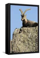 Male Spanish Ibex (Capra Pyrenaica) Lying on Rock, Sierra De Gredos, Spain, November 2008-Widstrand-Framed Stretched Canvas