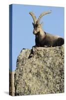 Male Spanish Ibex (Capra Pyrenaica) Lying on Rock, Sierra De Gredos, Spain, November 2008-Widstrand-Stretched Canvas