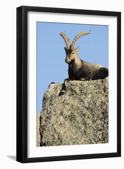 Male Spanish Ibex (Capra Pyrenaica) Lying on Rock, Sierra De Gredos, Spain, November 2008-Widstrand-Framed Photographic Print