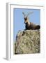 Male Spanish Ibex (Capra Pyrenaica) Lying on Rock, Sierra De Gredos, Spain, November 2008-Widstrand-Framed Photographic Print