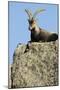 Male Spanish Ibex (Capra Pyrenaica) Lying on Rock, Sierra De Gredos, Spain, November 2008-Widstrand-Mounted Photographic Print