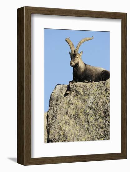 Male Spanish Ibex (Capra Pyrenaica) Lying on Rock, Sierra De Gredos, Spain, November 2008-Widstrand-Framed Photographic Print