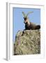 Male Spanish Ibex (Capra Pyrenaica) Lying on Rock, Sierra De Gredos, Spain, November 2008-Widstrand-Framed Photographic Print