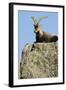 Male Spanish Ibex (Capra Pyrenaica) Lying on Rock, Sierra De Gredos, Spain, November 2008-Widstrand-Framed Photographic Print