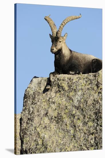 Male Spanish Ibex (Capra Pyrenaica) Lying on Rock, Sierra De Gredos, Spain, November 2008-Widstrand-Stretched Canvas