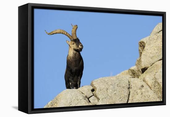 Male Spanish Ibex (Capra Pyrenaica) on Rocks, Sierra De Gredos, Spain, November 2008-Widstrand-Framed Stretched Canvas