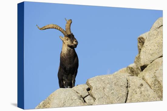 Male Spanish Ibex (Capra Pyrenaica) on Rocks, Sierra De Gredos, Spain, November 2008-Widstrand-Stretched Canvas