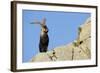 Male Spanish Ibex (Capra Pyrenaica) on Rocks, Sierra De Gredos, Spain, November 2008-Widstrand-Framed Photographic Print