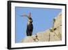 Male Spanish Ibex (Capra Pyrenaica) on Rocks, Sierra De Gredos, Spain, November 2008-Widstrand-Framed Photographic Print