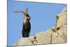 Male Spanish Ibex (Capra Pyrenaica) on Rocks, Sierra De Gredos, Spain, November 2008-Widstrand-Mounted Photographic Print