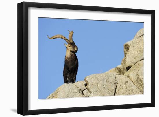Male Spanish Ibex (Capra Pyrenaica) on Rocks, Sierra De Gredos, Spain, November 2008-Widstrand-Framed Photographic Print