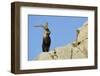 Male Spanish Ibex (Capra Pyrenaica) on Rocks, Sierra De Gredos, Spain, November 2008-Widstrand-Framed Photographic Print