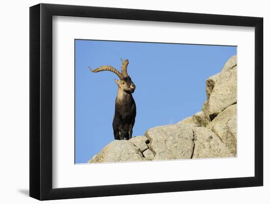 Male Spanish Ibex (Capra Pyrenaica) on Rocks, Sierra De Gredos, Spain, November 2008-Widstrand-Framed Photographic Print