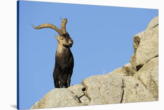 Male Spanish Ibex (Capra Pyrenaica) on Rocks, Sierra De Gredos, Spain, November 2008-Widstrand-Stretched Canvas