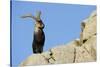 Male Spanish Ibex (Capra Pyrenaica) on Rocks, Sierra De Gredos, Spain, November 2008-Widstrand-Stretched Canvas