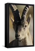 Male Spanish Ibex (Capra Pyrenaica) Portrait, Sierra De Gredos, Spain, November 2008-Widstrand-Framed Stretched Canvas