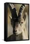 Male Spanish Ibex (Capra Pyrenaica) Portrait, Sierra De Gredos, Spain, November 2008-Widstrand-Framed Stretched Canvas