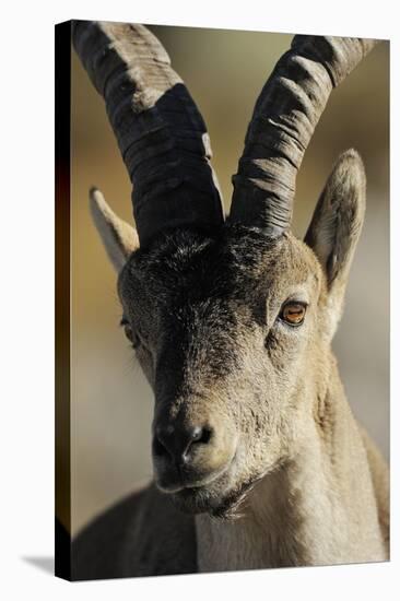 Male Spanish Ibex (Capra Pyrenaica) Portrait, Sierra De Gredos, Spain, November 2008-Widstrand-Stretched Canvas