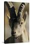 Male Spanish Ibex (Capra Pyrenaica) Portrait, Sierra De Gredos, Spain, November 2008-Widstrand-Stretched Canvas