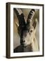 Male Spanish Ibex (Capra Pyrenaica) Portrait, Sierra De Gredos, Spain, November 2008-Widstrand-Framed Premium Photographic Print