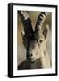 Male Spanish Ibex (Capra Pyrenaica) Portrait, Sierra De Gredos, Spain, November 2008-Widstrand-Framed Premium Photographic Print