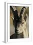 Male Spanish Ibex (Capra Pyrenaica) Portrait, Sierra De Gredos, Spain, November 2008-Widstrand-Framed Premium Photographic Print